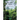 Ancient Maya