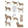 Vulnerable Native Dog Breeds: of the UK 2020