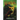 The Blazing Star