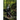 Grayboe