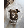 Doggie Dharma: a Path to Practice