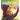 The Wonder Tree