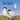 Searching for Skye: An Arctic Tern Adventure