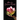 Lotus of a Conscious Rebirth