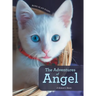 The Adventures of Angel: A Kitten's Story