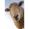 Sheep: Domestic Sheep Are Quadrupedal, Ruminant Mammals Typically Kept as Livestock. Like Most Ruminants, Sheep Are Members o