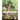 Heartwood