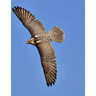 Falcon: Birds of Prey in the Genus Falco, Which Includes about 40 Species. Falcons Are Widely Distributed on All Continents of