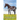 The Hollywood Horse (Ocala Horse Girls: Book Four)