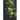 Radiation