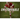 Unstoppable: How Jim Thorpe and the Carlisle Indian School Football Team Defeated Army