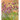 Dream Plants for the Natural Garden: Over 1,200 Beautiful and Reliable Plants for a Natural Garden