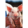 Modern Pig Keeping