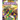 Mardi Gras