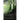 Chrysalides