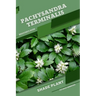 Pachysandra terminalis: Shade plant Beginner's Guide