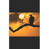 Through the Eyes of a Vulture