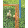 The Ultimate Guide to Incubating Duck Eggs: : A Handbook for Backyard Duck Enthusiasts