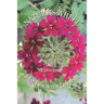 Nature's Wheel