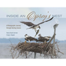 Inside an Osprey's Nest: A Photographic Journey Through Nesting Season