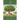 The Guava Tree