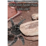 What Does Spider Poop Look Like?