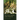 Of Leaf, Wing, and Water