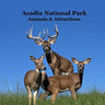 Acadia National Park Animals and Attractions Kids Book: Great Way for Kids to See the Animals and Attractions in Acadia National Park