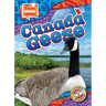 Canada Geese