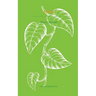 Pothos