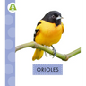 Orioles