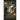 Cicely Disappears