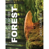 The Calm of the Forest 2025 Calendar
