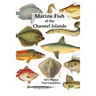 Marine Fish of the Channel Islands