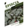 Episcia: Closed terrarium, Beginner's Guide
