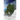 Under the Weeping Willow