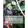 Growing Blackberries