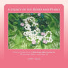 A Legacy of Ivy, Roses and Pearls: A History of Timeless Service of Alpha Kappa Alpha Sorority, Inc.