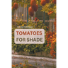 Shade Tolerant Tomato Varieties: 28 varieties, 7 tips and motivation for growing in the shade