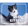 Meet Kittens!