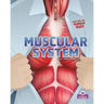 Muscular System