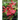 Passionflowers: A Pictorial Guide