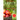 The New York Times Apple Picking Crosswords: 75 Sweet and Simple Puzzles