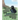 The Little Crow That Didn't Know How to Fly