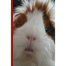 Guinea Pig Says Write