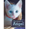 The Adventures of Angel: A Kitten's Story