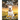 A Pitbull Named Joey
