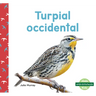 Turpial Occidental (Western Meadowlarks)