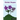 Violet Hopes
