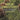 What are Gymnosperms? Life Cycle, Characteristics and Identifying Gymnosperms Grade 6-8 Life Science
